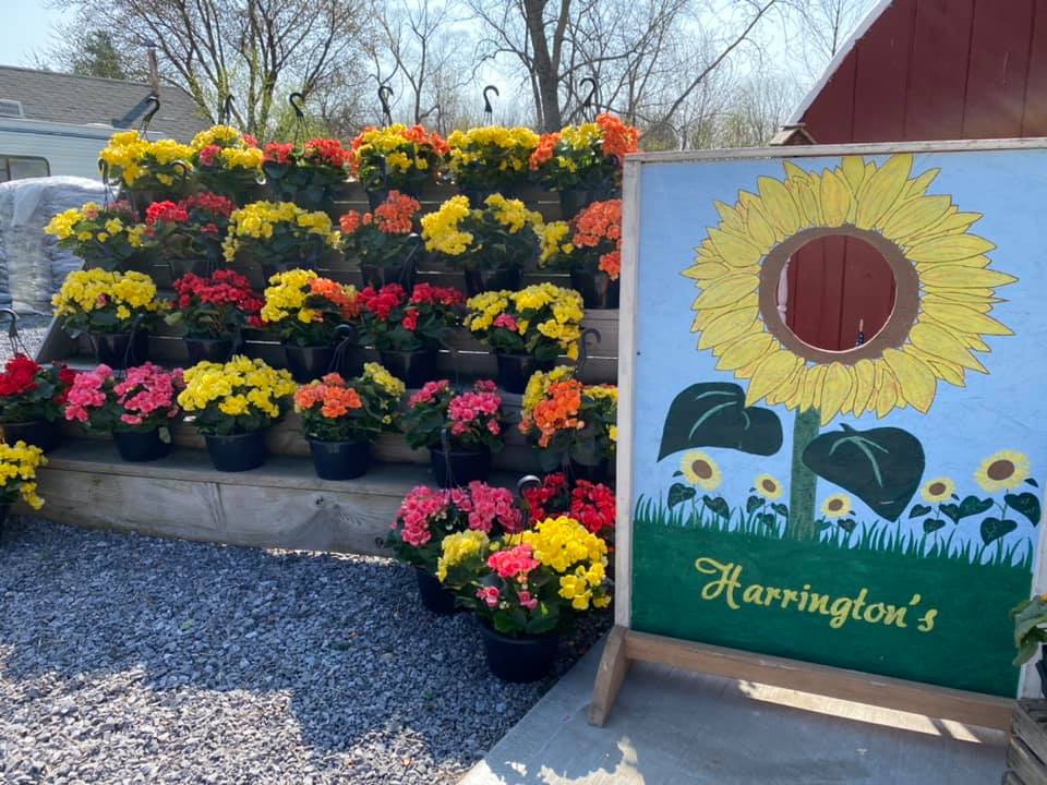 Harrington's Produce and Market Cafe